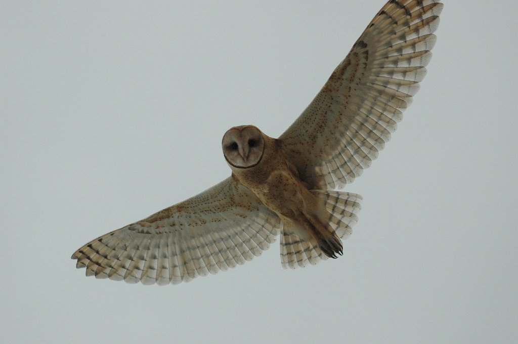 Owl, Barn, 2010-06306209 Antelope Island SP, UT.JPG - Barn Owl. Antelope Island State Park, UT, 6-30-2010